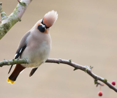 silence-of-the-birds